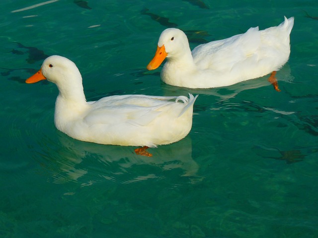 Color blanco patos