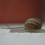 caracol