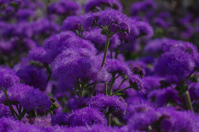flores moradas