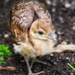 Valladolid Learn Spanish: Cría de pavo real