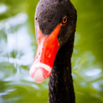 Study Spanish at Valladolid - Cisne negro