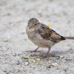 Learn Spanish Valladolid