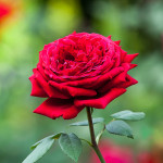 Spanish in Valladolid