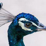 Spanish course Valladolid: Pavo real