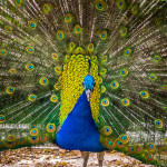 Learn Spanish: Pavo Real
