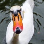 Learn Spanish in Valladolid - Un cisne curioso