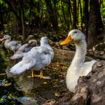 Spanish in Valladolid: Campo Grande