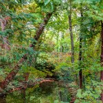 Learn Spanish in Valladolid - Forest