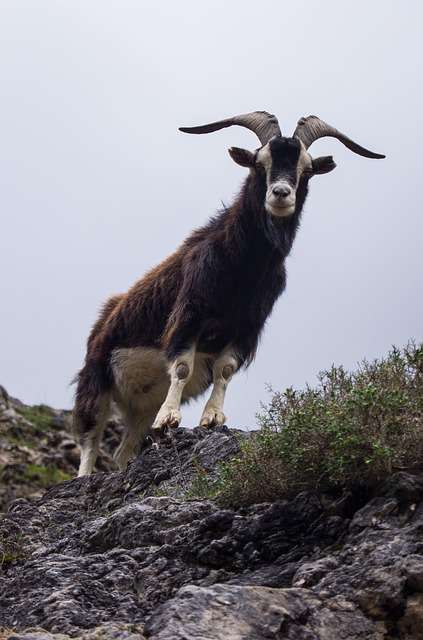 picos-de-europa-animal