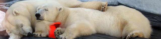 osos-polares-como-troncos-destacada