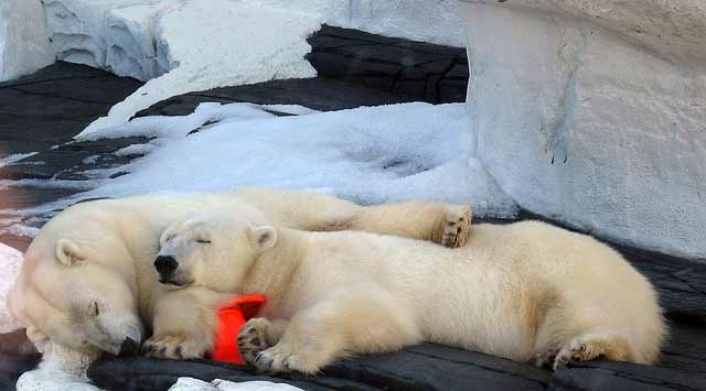osos-polares-como-troncos
