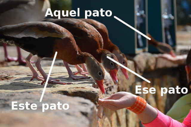 patos