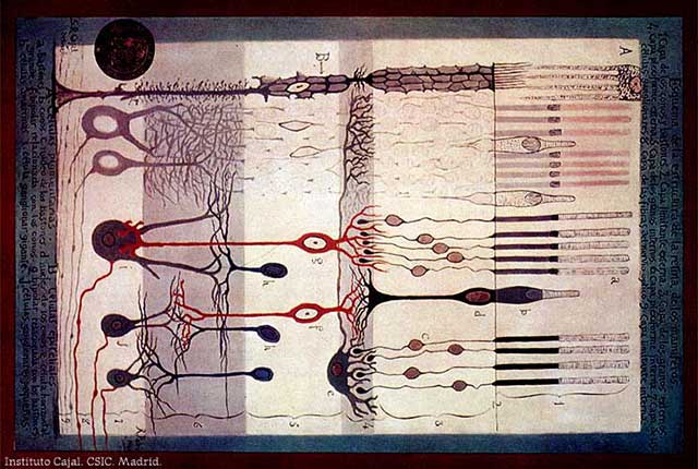 cajal-celulas-retina