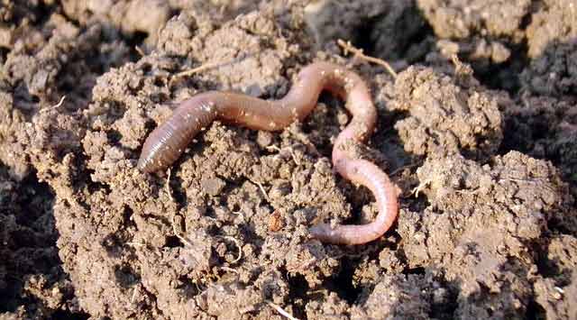 gusano-o-lombriz-de-tierra