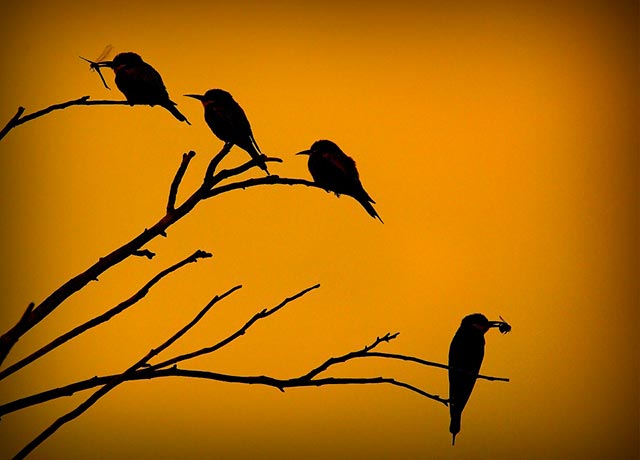 pajaros-ramas