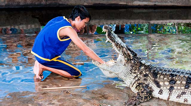 Learn Spanish: Ya te vale - Metiendo la mano en la boca del cocodrilo