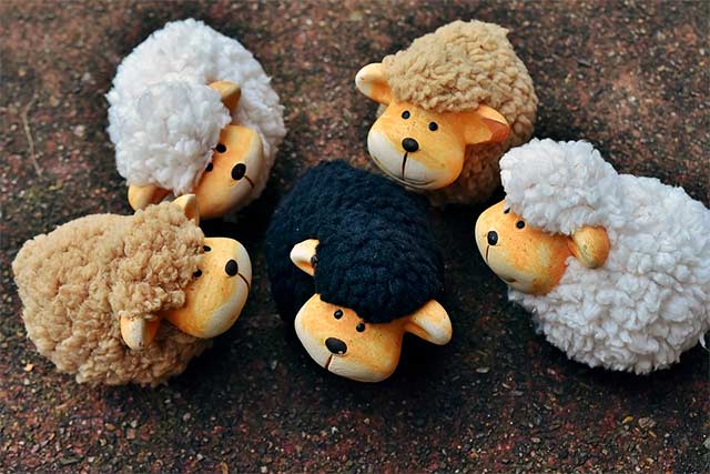 Learn Spanish oveja negra