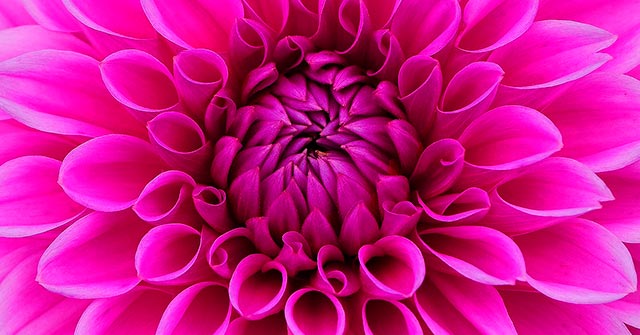 Tener una flor en el culo