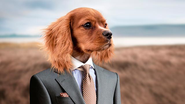 por dinero baila el perro