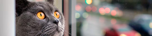 pets learn spanish lesson