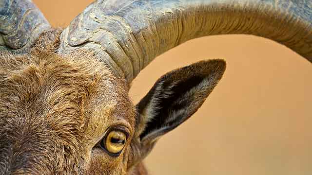 Learn Spanish - Animal rights in Spain