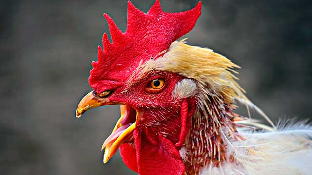 learn spanish vocabulary polisemic