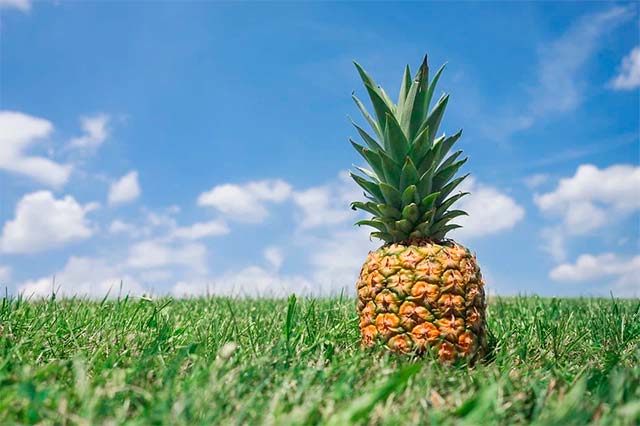 mearning-of-hacer-pina-spanish