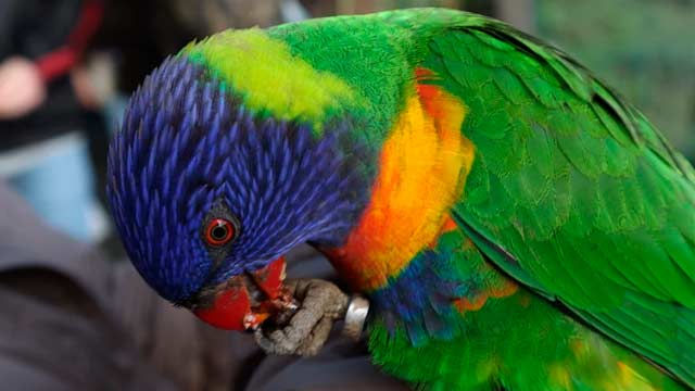 spanish-cotorra-idiom